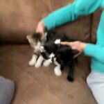 3 lovely kittens looking for new for new home.