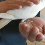 Albino hand reared tamed cockatiel