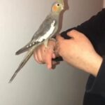 hand reared tamed cockatiel