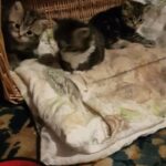 2 Pairs of Kittens - first strps