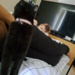 6 month old kittens