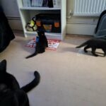 8 week old kittens