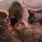Maine Coon kitten