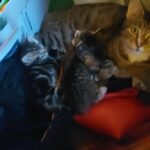 3 tabby kittens