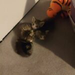 3 tabby kittens for sale