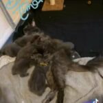 Maine coon kittens