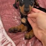 miniature dachshund girl, ready to leave
