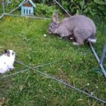 Baby rabbits ready for new homes