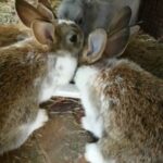 Baby rabbit bunny for sale