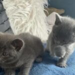 russian blue kittens
