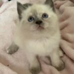 Siamese girl