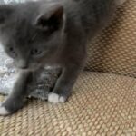 crossed Russian blue boy