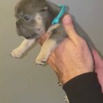 Frenchie Puppies