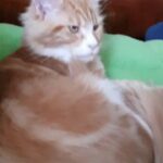 Maine Coon kitten 4 months for sale