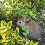 2 baby rabbits, girls