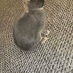 Netherland dwarf rabbit