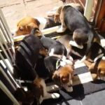 Beagle