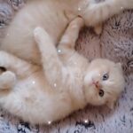 Pedigree scottish fold kittens