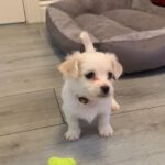 Cavachon puppy boy
