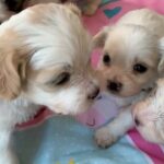Cavachon puppies