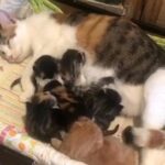 Mother cat with her beautiful 5 kittens