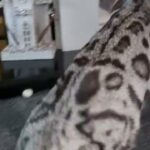 bengal boy silver