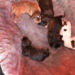 cocker spaniel puppies