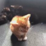 5 adorable kittens