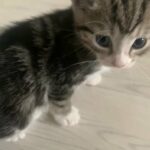 Beautiful Kittens