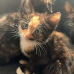 5 adorable kittens !