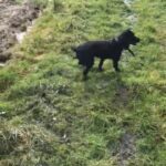 Missing Cocker Spaniel