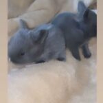 baby bunnies for sale
