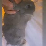 baby bunny for sale