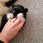 £2,800 Beautiful black sleeve Pekingese puppy girl   Beautiful black sleeve Pekingese puppy girl   Beautiful Black Pekingese Puppy Girl for Sale