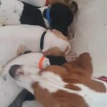 English Pointer Puppies