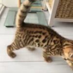 Bengal