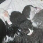 kittens for sale