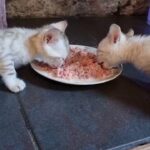 Tica Bengal kittens