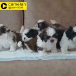 Pure Shih Tzu Puppies