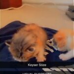 kittens