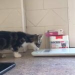 tabby kittens