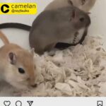 three gerbils for sale!