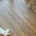 ragdoll cross Maine coon kittens