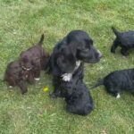 cockapoo puppies