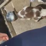 Springer Spaniel Pups