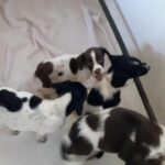 springador pups looking for their forever homes