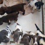 springador puppes available