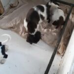 Springador pups for sale