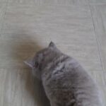 Last girl chunky British Shorthair kitten