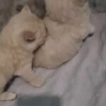Stunning British shorthair kittens